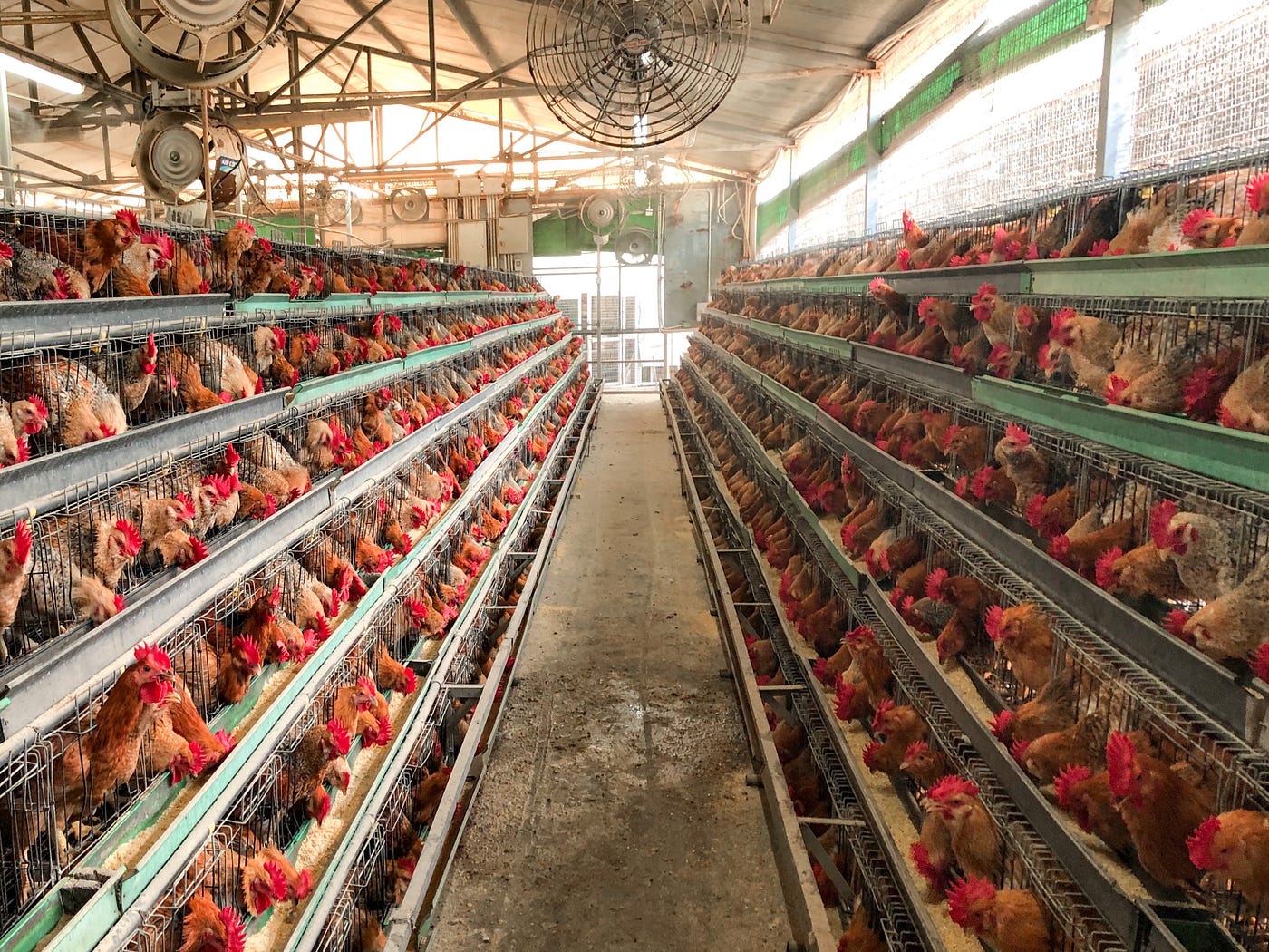 Livestock